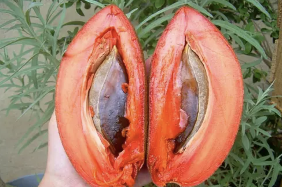 Estratto di sapota