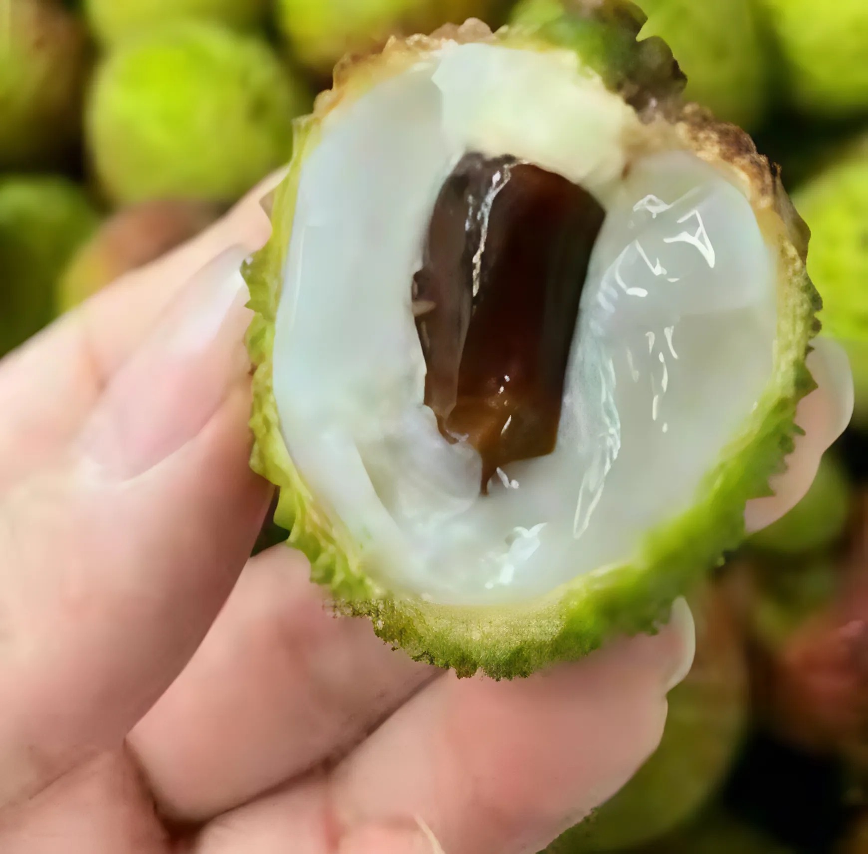 Concentrato di litchi